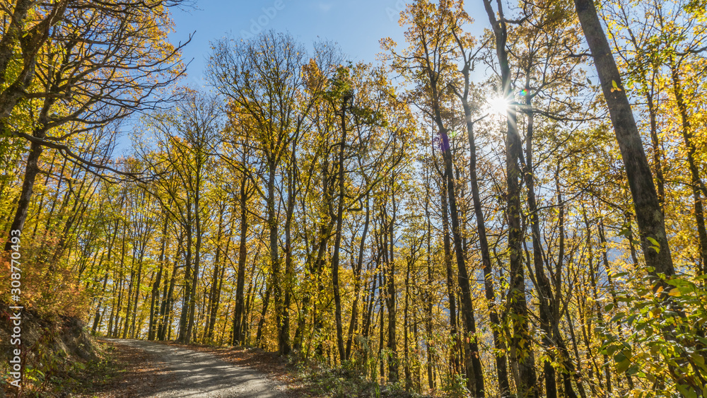 Fototapeta premium Path in beautiful autumn forest. Krasnaya Polyana, Sochi, Russia.
