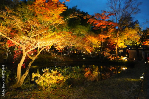 日本の古都 京都の高台寺のライトアップ