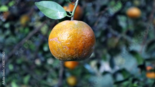 Wallpaper Mural kino Torontodigital.ca