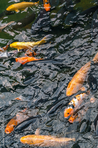 Closeup photo of colorful carp fish swimming on water surface