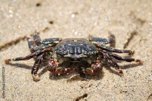 eine kleine Krabbe am Strand am pazifischen Ozean