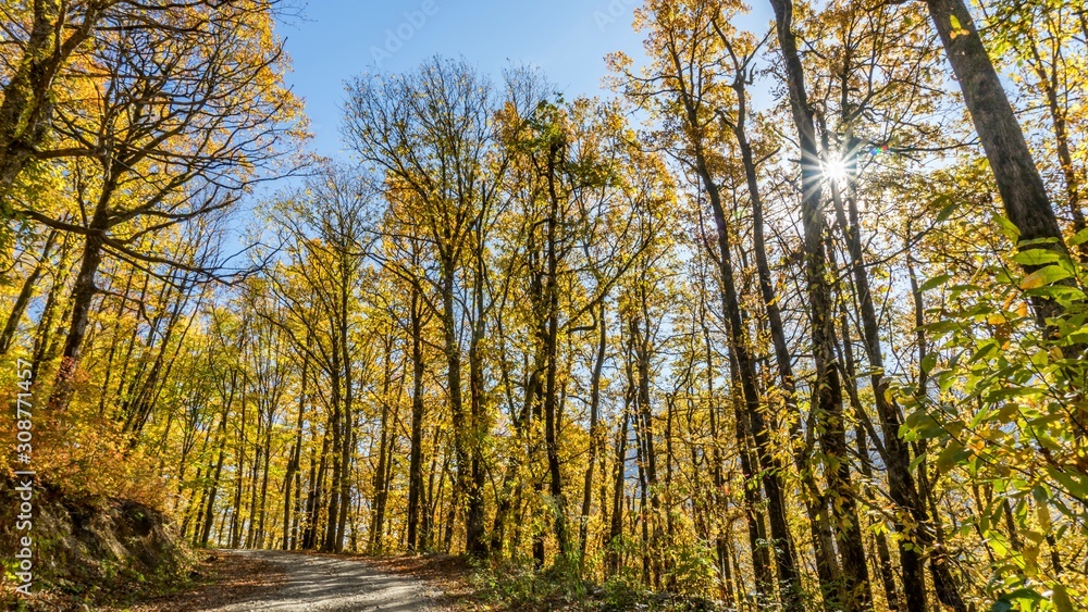 Fototapeta premium Path in beautiful autumn forest. Krasnaya Polyana, Sochi, Russia.