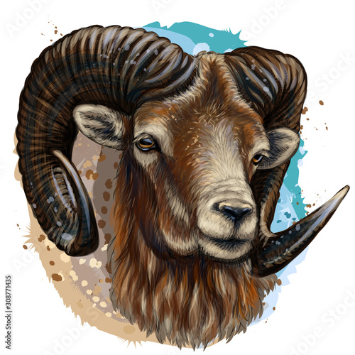 Mountain sheep. Artistic, color, hand-drawn portrait of a mountain sheep on a white background in a watercolor style.