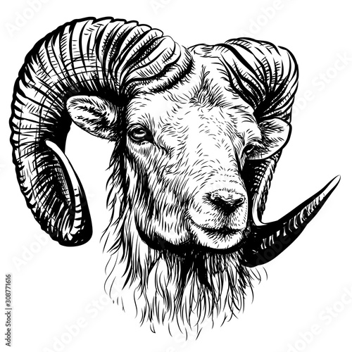 Mountain sheep. Sketchy, black and white, hand-drawn portrait of a mountain sheep on a white background.