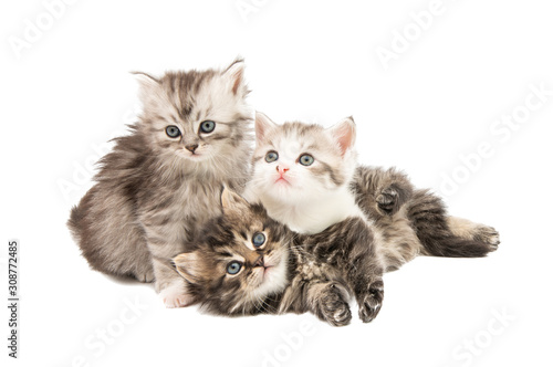 fluffy little kittens isolated
