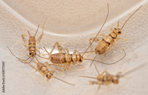 Foto Banded house crickets,  Gryllodes sigillatus, that are used as pet food for rept