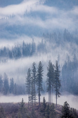 Fototapete Nebliger Wald Clouds in the mountains in north Idaho.  © Gregory Johnston
