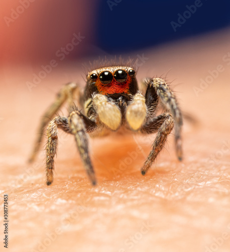 Adorable and very tiny male Habronattus coecatus jumping spider; with his bright red clypeus