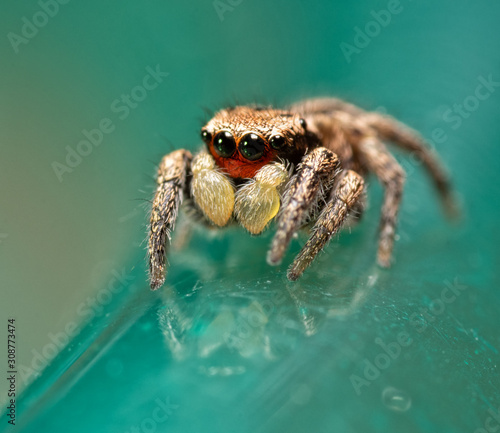 Tiny male Habronattus coecatus jumping spider on green background