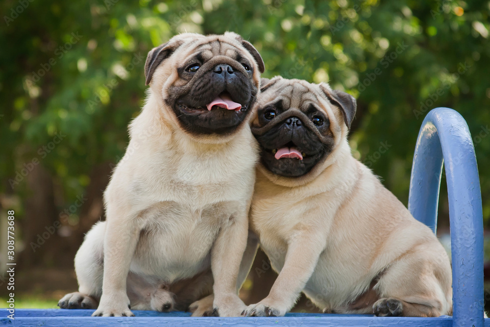 Two fawn pugs are sitting on a blue bench.
