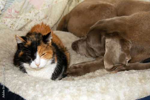 Old calico cat and an old Weimaraner dog sharing a dog bed  sleeping side by side