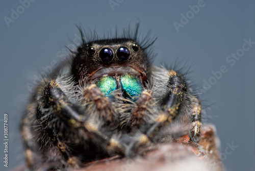 Immature Phidippus audax, Bold jumping spider, with his iridescent blue-green chelicerae, resting on top of a fence post with blue sky background © pimmimemom