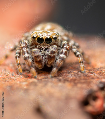 Tiny little Pelegrina galathea, Peppered Jumper, sitting on top of a metal fence post