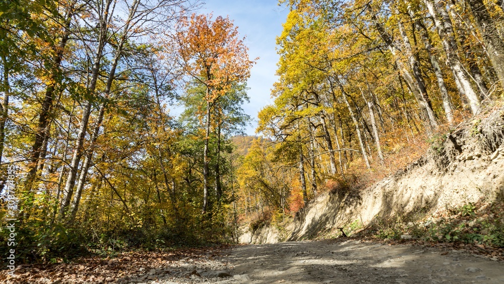 Path in beautiful autumn forest. Krasnaya Polyana, Sochi, Russia.