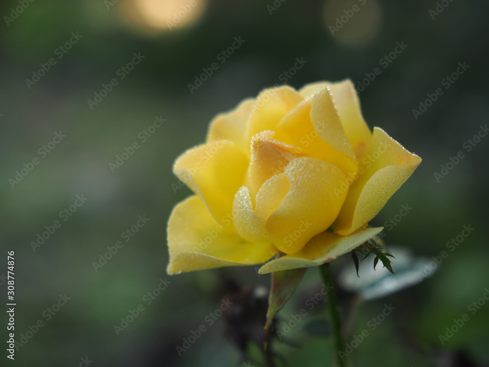 Beautiful romantic natural roses on the occasion of women's day and mother's day. Beautiful romantic natural roses on the occasion of women's day and mother's day.