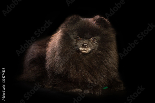 Portrait of a black Pomeranian