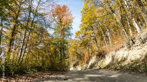 Path in beautiful autumn forest. Krasnaya Polyana  Sochi  Russia.