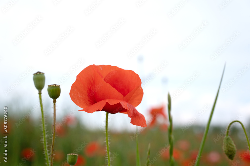 Obraz premium Red poppies in the morning light. Polyana with red poppy flowers on a green blur background. A lonely poppy flower. Field of poppies