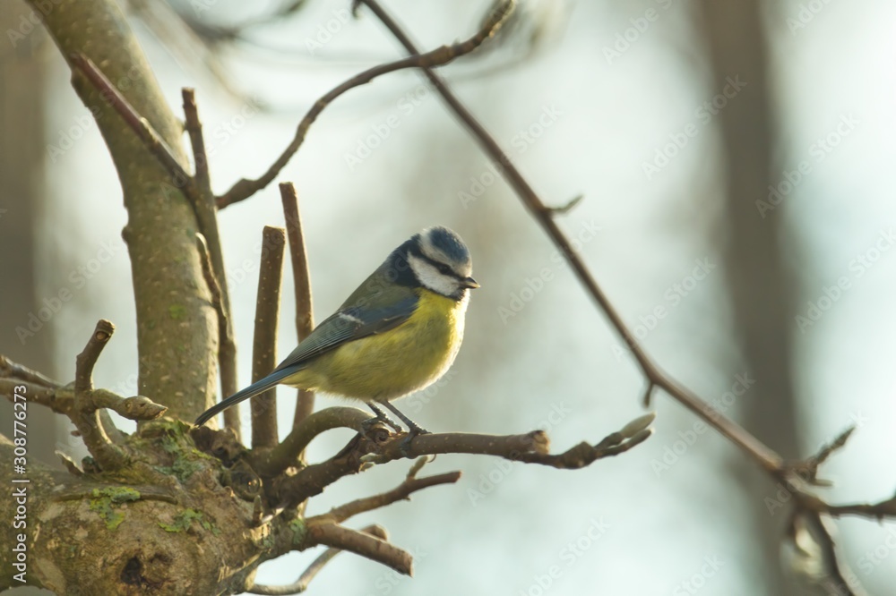 Eine Blaumeise sitzt im Winter auf dem Ast eines Magnolien-Baumes, Cyanistes caeruleus, Parus caeruleus Eine Blaumeise sitzt im Winter auf dem Ast eines Magnolien-Baumes, Cyanistes caeruleus, Parus caeruleus