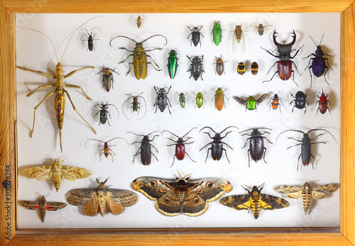 Collecting insects with pins. Amateur or school homemade insect collection. Collection of insects entomologist  photo