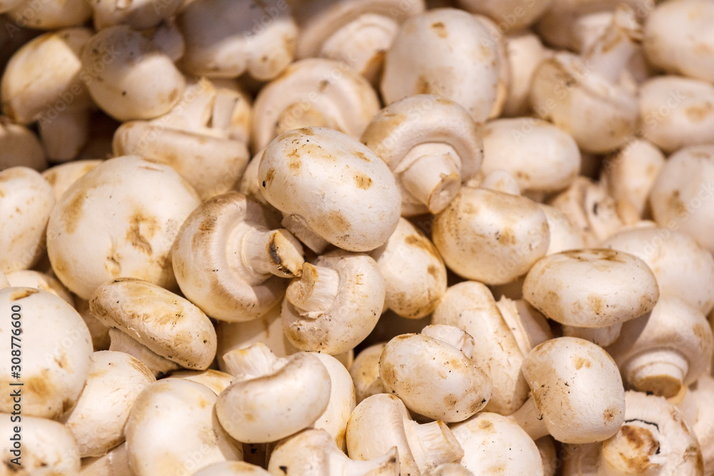 champignon mushrooms on display. a lot of fresh raw mushroom heap lies on the shelves champignon mushrooms on display. a lot of fresh raw mushroom heap lies on the shelves