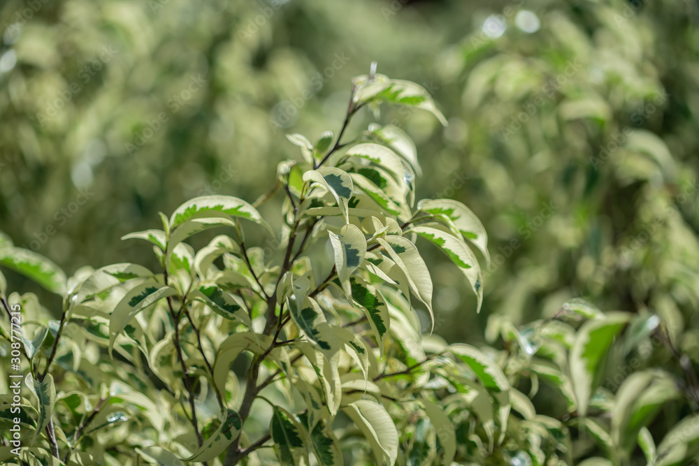 Green and white plant