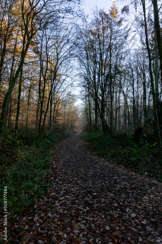 Ebener Waldweg mit Laub bedeckt und blauem Himmel im Herbst Ebener Waldweg mit Laub bedeckt und blauem Himmel im Herbst