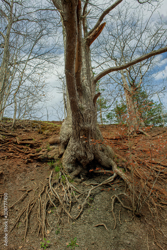Old tree exposed on hilltop © Billie