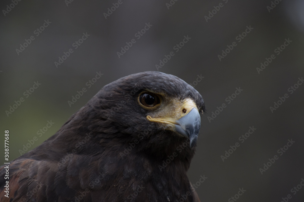 Eagle perched on an outdoor tree in the middle of the field Eagle perched on an outdoor tree in the middle of the field