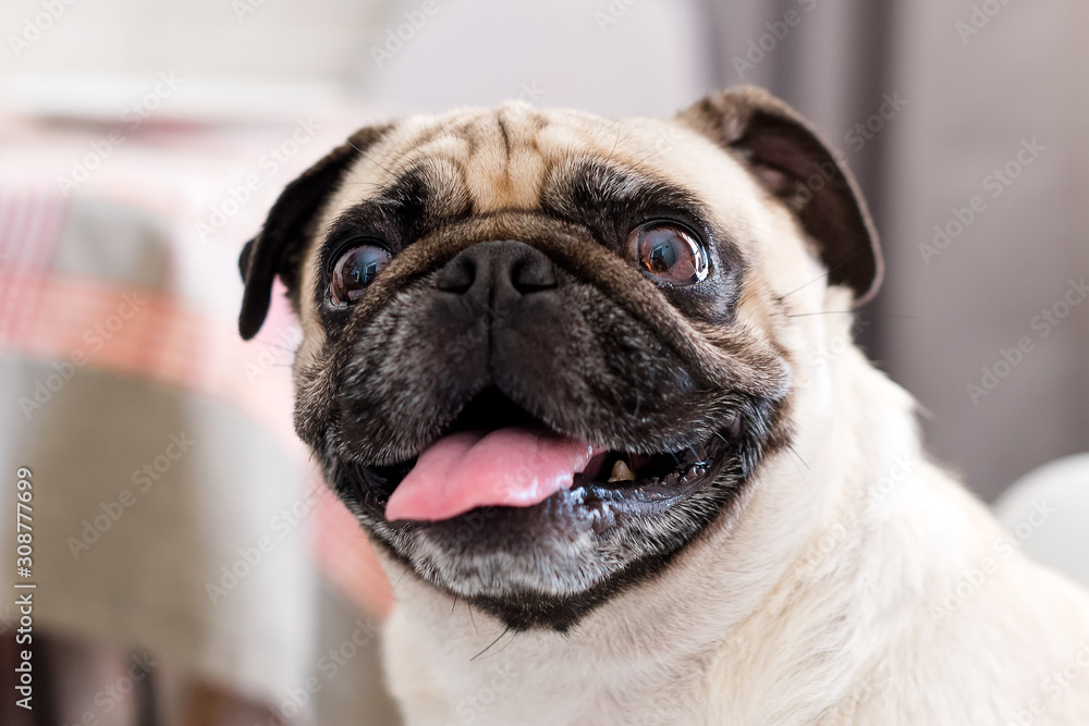 Obraz premium Pug dog sitting on a chair looking at the camera. Pug dog is waiting for food in the kitchen