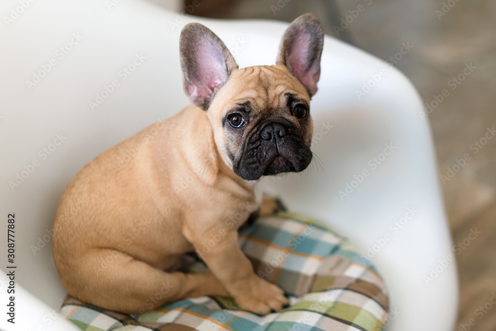 French bulldog sitting on a chair looking at the camera. Dog waiting for food in the kitchen