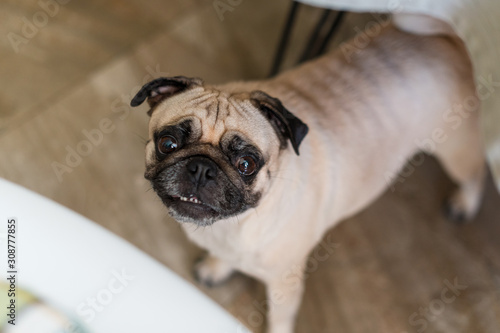 Pug dog standing under the table waiting for food in the kitchen © Magryt