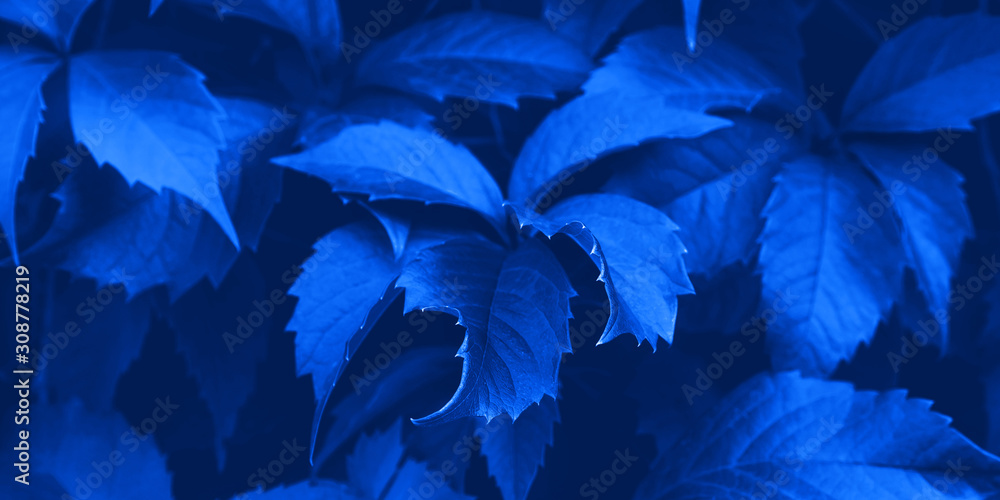 Fototapeta premium Classic blue foliage botanical banner background with leaves detail. Color of 2020