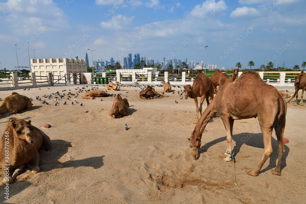 Naklejka premium Camels in Camel Souq, Waqif Souq in Doha, Qatar,