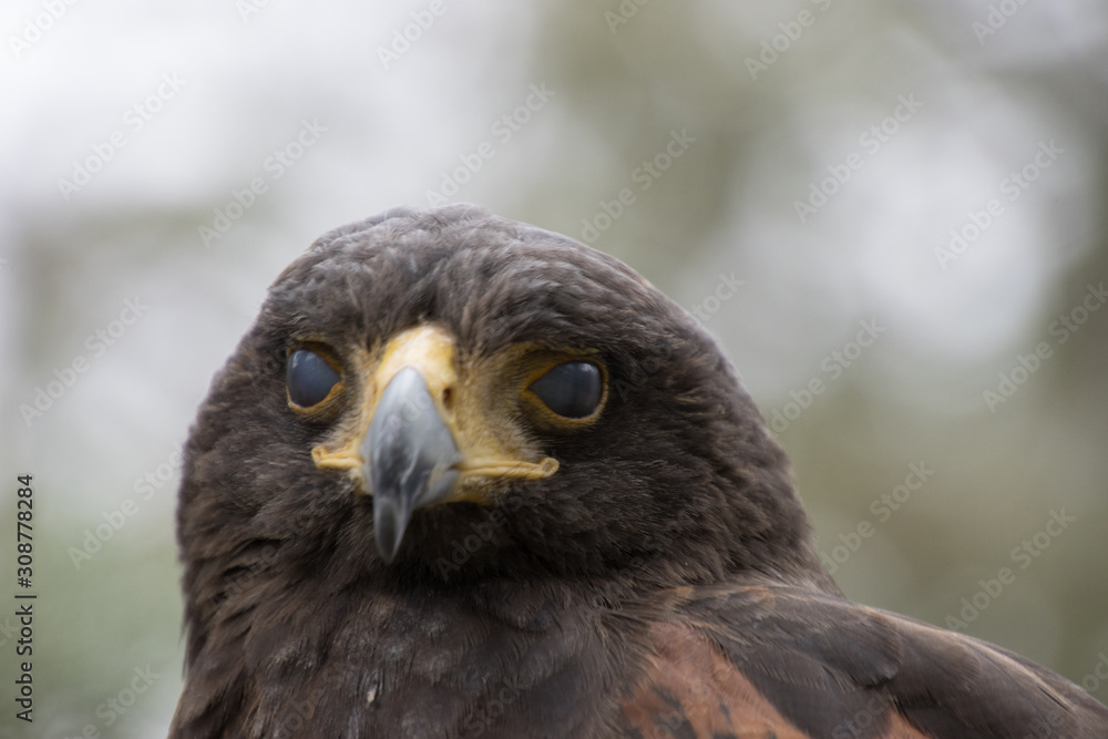Eagle perched on an outdoor tree in the middle of the field Eagle perched on an outdoor tree in the middle of the field