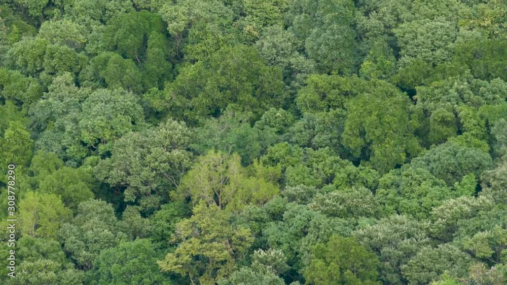 Crowns of green exotic trees in tropical rain forest on windy day from above. Bright juicy exotic tropical jungle. Lush foliage abstract natural dark green vegetation background Crowns of green exotic trees in tropical rain forest on windy day from above. Bright juicy exotic tropical jungle. Lush foliage abstract natural dark green vegetation background