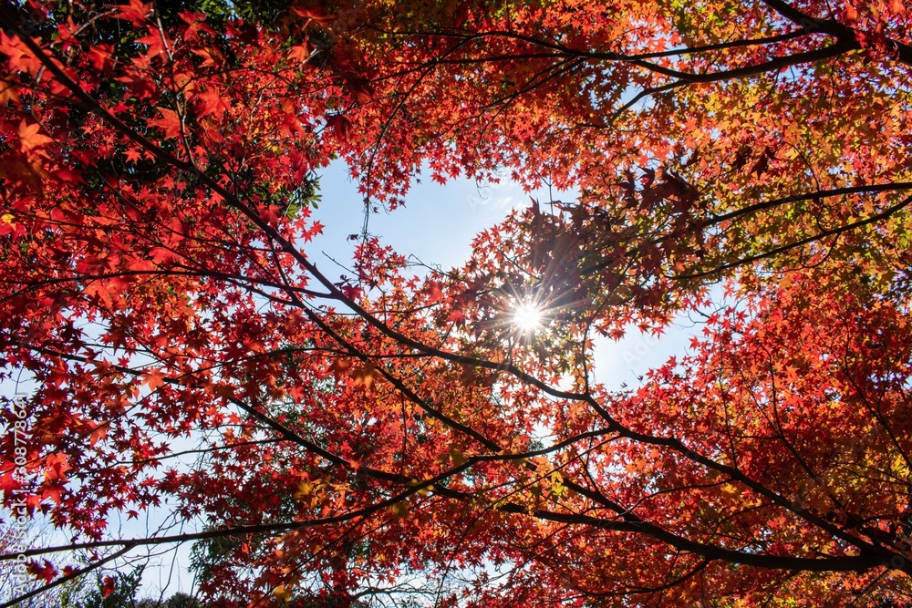 Autumn red leaves and sunlight Autumn red leaves and sunlight