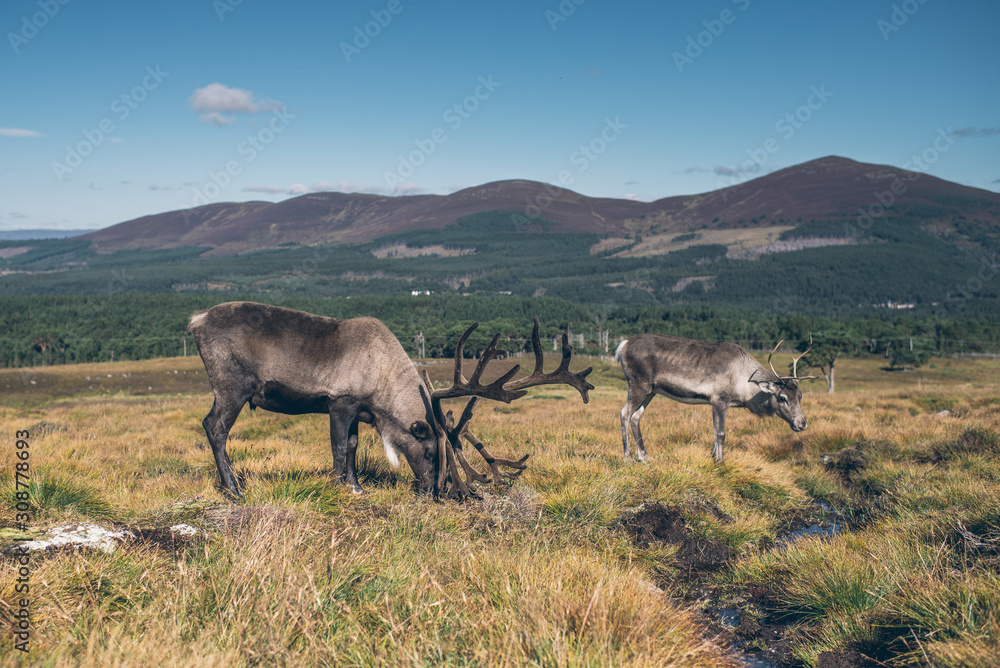 The cairngorm reindeer in autumn Scotland, beautiful colorful landscape