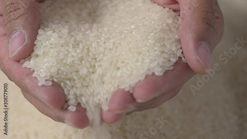 Making Japanese sushi rice, hand scooping rice grain close up.