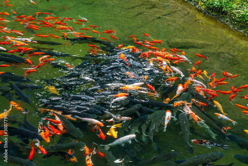 Large group of beautiful carp fish swimming in the pond © Quang