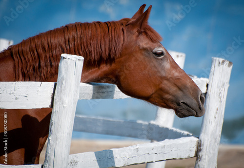 portrait of a horse © Евгений Лютиков