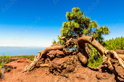 Composition Of A Dry Tree Volcanic Rocks And A Pine Tree With The Sky The Atlantic Ocean Joining The Bottom In El Teide National Park. April 13, 2019. Santa Cruz De Tenerife Spain Africa. Travel 