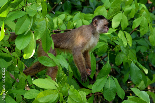 White fronted capuchin in the jungle, Amazon, Brazil. © silentstock639