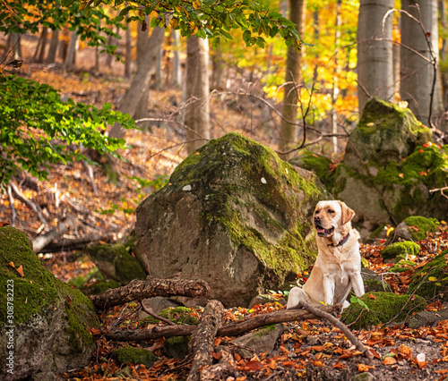 Labrador dog in the forest