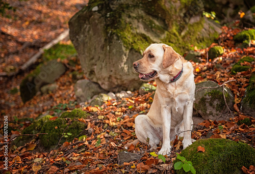 Labrador dog in the forest