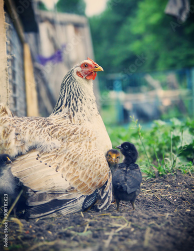 Closeup of a mother chicken with its baby chicks in grass