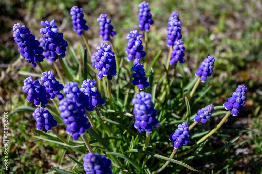 Fototapeta premium bouquet of purple muscari in spring in the mountains