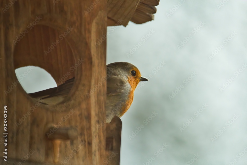 Ein Rotkehlchen schaut im Winter aus einem Vogelhaus Futterhaus, Erithacus rubecula