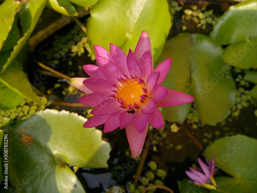 Close up of magenta lotus or water lily flower in the temple.