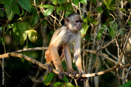 White fronted capuchin in the jungle  Amazon  Brazil.